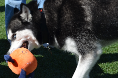 2026 alumni tailgate photo 21